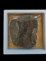Miniatuur Chinese kikker - Gefossiliseerd dier - Rana