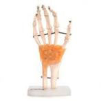 Anatomisch Handmodel ST-ATM 18, Diversen, Verzenden, Nieuw