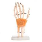 Anatomisch Handmodel ST-ATM 18, Nieuw, Verzenden