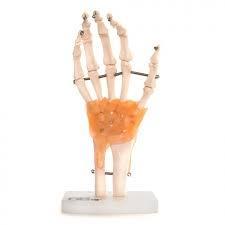 Anatomisch Handmodel ST-ATM 18, Divers, Matériel Infirmier, Envoi