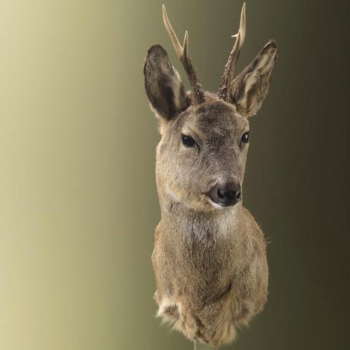 Reebok Wintervacht Taxidermie Opgezette Dieren By Max, Collections, Collections Animaux, Enlèvement ou Envoi