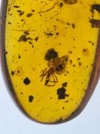 Birmese barnsteen - Barnsteen - Ricinulei