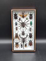 Lijst- met exotische echte insecten  - Glas, Hout, Antiek en Kunst