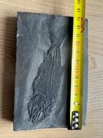Gefossiliseerd dier - Asialepidotus shingyiensis - 13.2 cm -