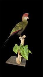 vogels Taxidermie volledige montage - Tauraco fischeri -, Nieuw