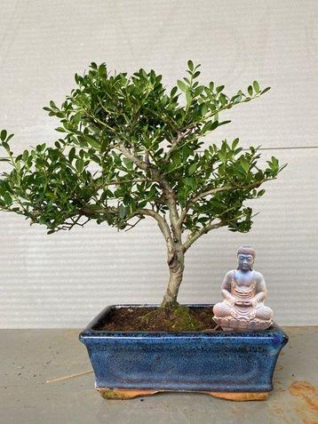 Japanese holly bonsai (Ilex crenata) - Hauteur (arbre) : 27