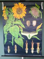 Jung Koch Quentell, Zonnebloem 1957/1973 - Schoolkaart -, Antiek en Kunst