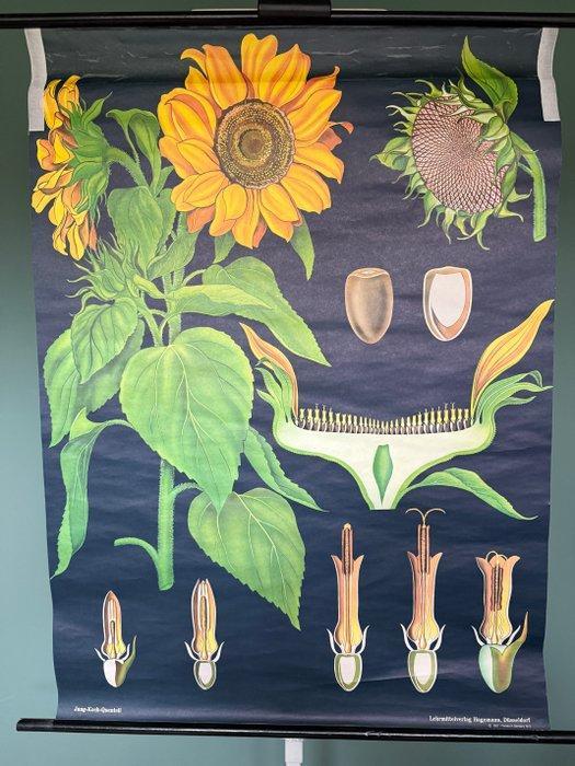 Jung Koch Quentell, Zonnebloem 1957/1973 - Schoolkaart -, Antiek en Kunst, Curiosa en Brocante