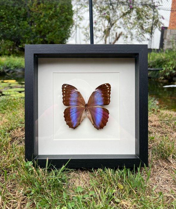 Vlinder Taxidermie wandmontage - Morpho Achilles Achilles, Antiek en Kunst, Curiosa en Brocante