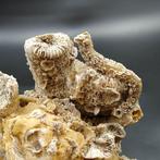 Kolonie koraal - Gefossiliseerd dier - Thecosmilia, Verzamelen