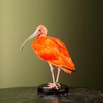 Rode Ibis Taxidermie Opgezette Dieren By Max, Ophalen of Verzenden, Nieuw, Vogel, Opgezet dier