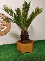 Cycas revoluta - Hoogte (boom): 45 cm - Diepte (boom): 45 cm