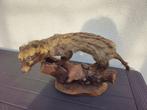 Ginsterkat Taxidermie volledige montage - Genetta genetta -, Nieuw