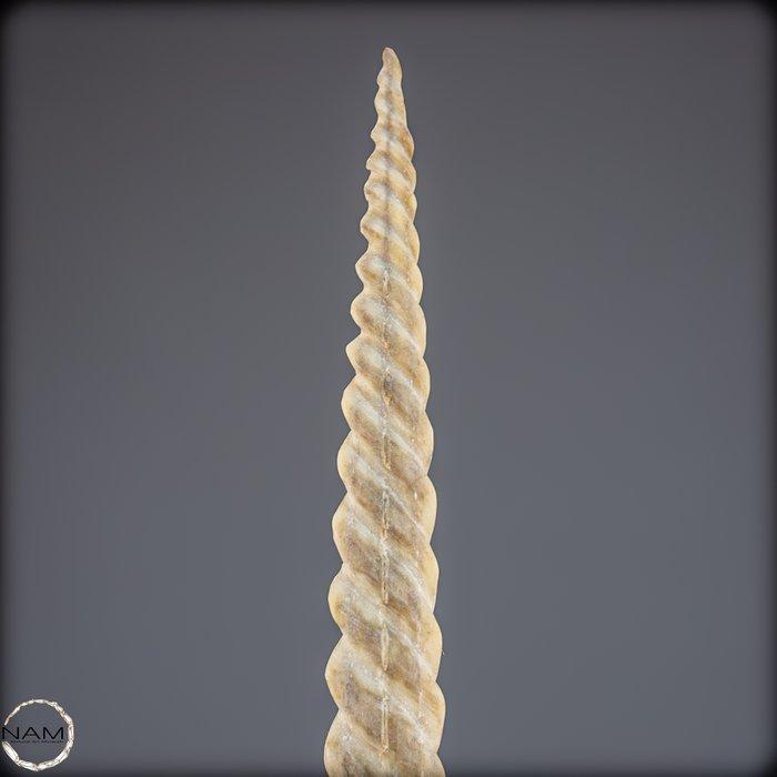 Exclusieve marlijn-rostrum-beeldhouwwerk. Buitengewone, Verzamelen, Mineralen en Fossielen