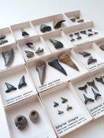 Museumkwaliteit verzamelset van meer dan 40 Belgische, Verzamelen