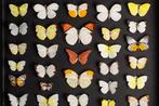 Vlindersverzameling - Entomologie - Diorama in glazen lijst, Nieuw