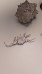 Corail Coquillage marin - Rose des sables , corail ,