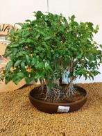 Liguster bonsai (Ligustrum) - Hoogte (boom): 33 cm - Diepte