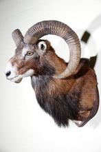 Large Mouflon head-mount Taxidermie wandmontage - Ovis a., Verzamelen, Dierenverzamelingen, Nieuw