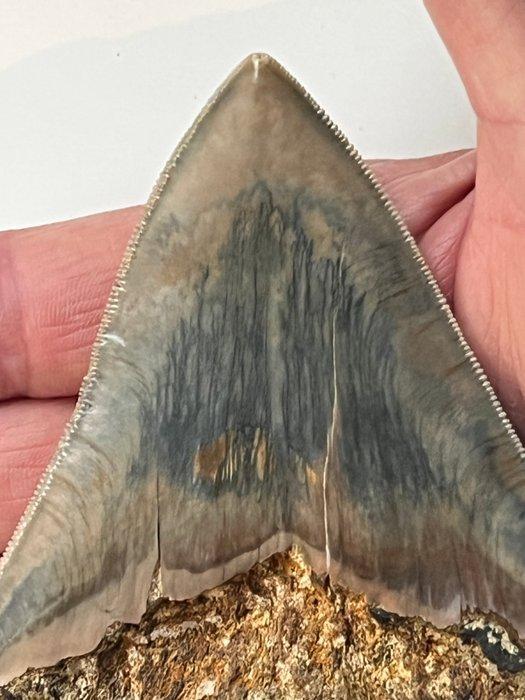 Megalodon tand 11,6 cm - Fossiele tand - Carcharocles, Verzamelen, Mineralen en Fossielen