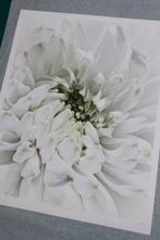 Inna Etuvgi - Aster Pulse - Catawiki Special Edition - 1/25