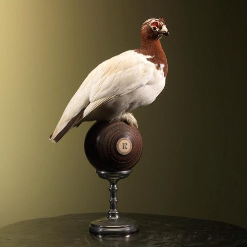 Moerassneeuwhoen Taxidermie Opgezette Dieren By Max, Collections, Collections Animaux, Enlèvement ou Envoi