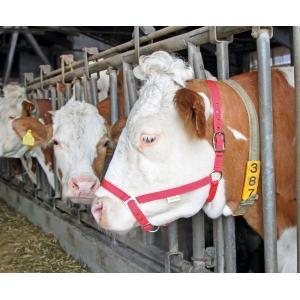 Licol bovin comice rouge, Articles professionnels, Agriculture | Aliments pour bétail