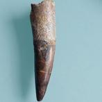 Dinosaurus - Fossiele tand - Spinosaurus aegyptiacus - 107, Verzamelen, Mineralen en Fossielen