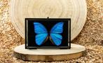 Morpho Blue in all-round glazed case Taxidermie volledige, Verzamelen, Nieuw