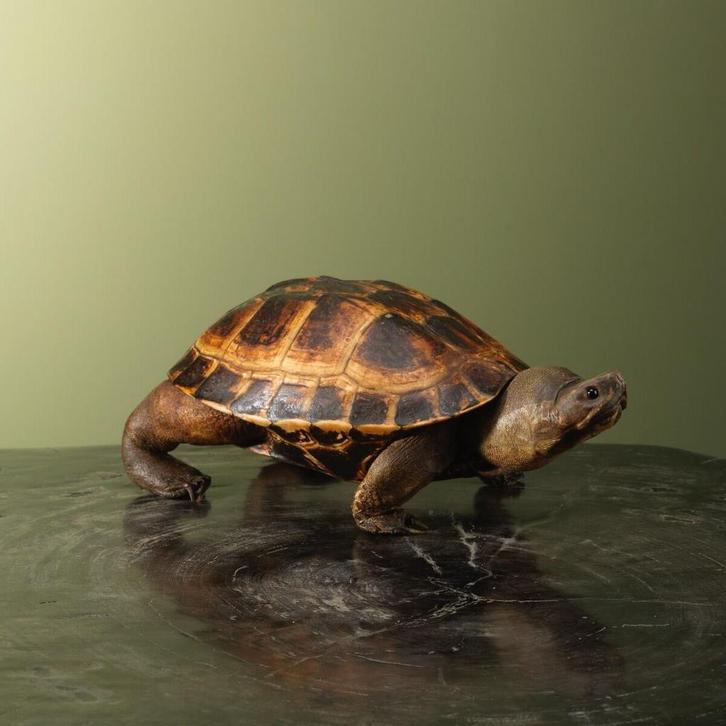 Landschildpad Antiek Taxidermie Opgezette Dieren By Max, Verzamelen, Dierenverzamelingen, Opgezet dier, Nieuw, Reptiel of Amfibie
