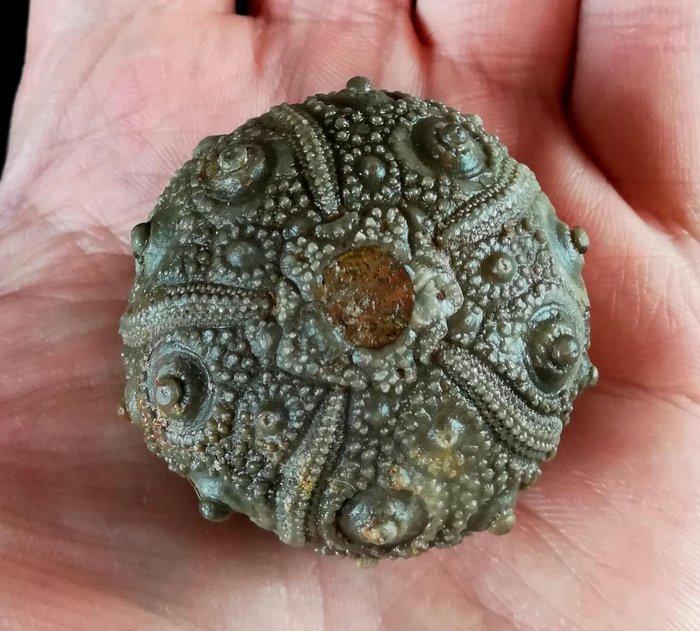 Indrukwekkende zee-egel, 42 mm !!! - Uitzonderlijke maat bij, Verzamelen, Mineralen en Fossielen
