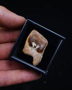 Longvis - Gefossiliseerd dier - Escama de pez Lepidotes