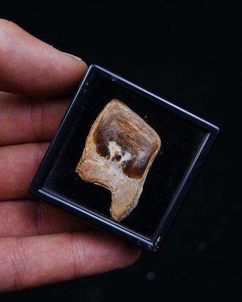 Longvis - Gefossiliseerd dier - Escama de pez Lepidotes, Verzamelen, Mineralen en Fossielen