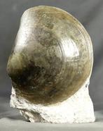 Grote, zeer decoratieve schelpdieren op een plaat -, Verzamelen