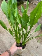 Echinodorus Bleheri (Aquariumplanten, Aquarium producten), Verzenden, Plant(en), Steen of Hout