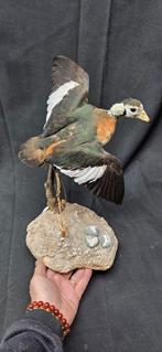 Canard pygmée dAfrique - Bonne présentation - spécimen en