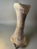 Zeldzaam zware dinosaurus metatarsaal (teenbeen) - Fossiel, Verzamelen