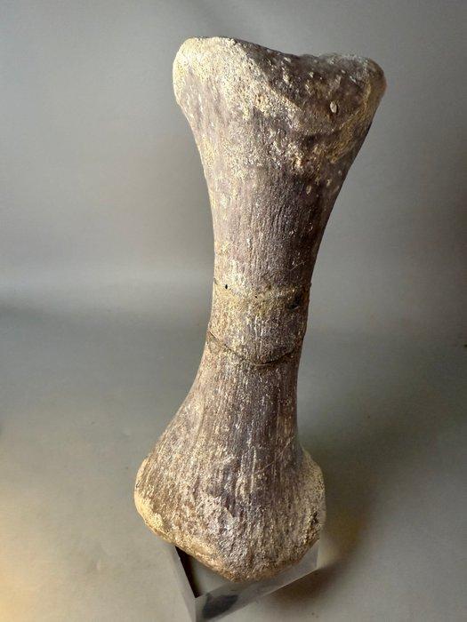 Zeldzaam zware dinosaurus metatarsaal (teenbeen) - Fossiel, Verzamelen, Mineralen en Fossielen