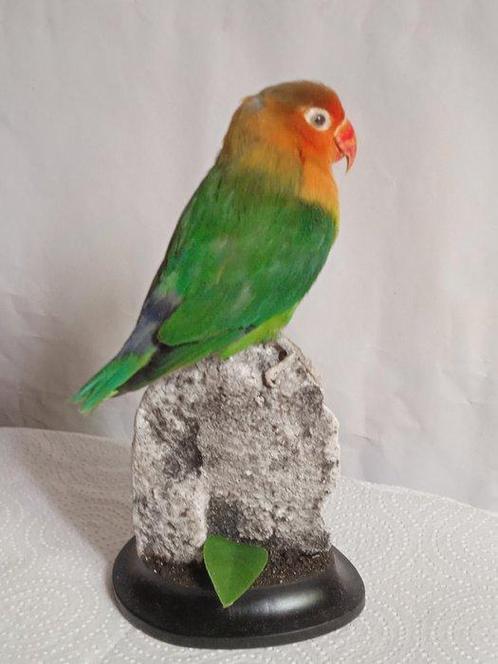 Dwergpapegaai Taxidermie volledige montage - Agapornis, Verzamelen, Dierenverzamelingen
