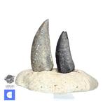 Set van 2 zeldzame Kryptops palaios Abelisaurid Theropod