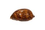 Cypraée cerf Squelette - Cypraea cervus - 0 cm - 0 cm - 120