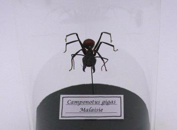 Mier Taxidermie volledige montage - Camponotus Gigas -