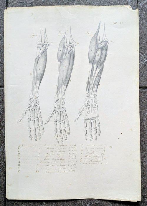 Italian school - Anatomical Study Drawing – Pen, Ink and, Antiquités & Art, Antiquités | Livres & Manuscrits