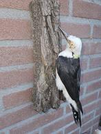 Witte specht Taxidermie volledige montage - Melanerpes, Verzamelen, Dierenverzamelingen, Nieuw