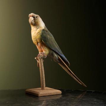 Pyrrhura Taxidermie Opgezette Dieren By Max beschikbaar voor biedingen