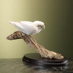 Witte Agapornis Taxidermie Opgezette Dieren By Max, Ophalen of Verzenden, Nieuw, Vogel, Opgezet dier