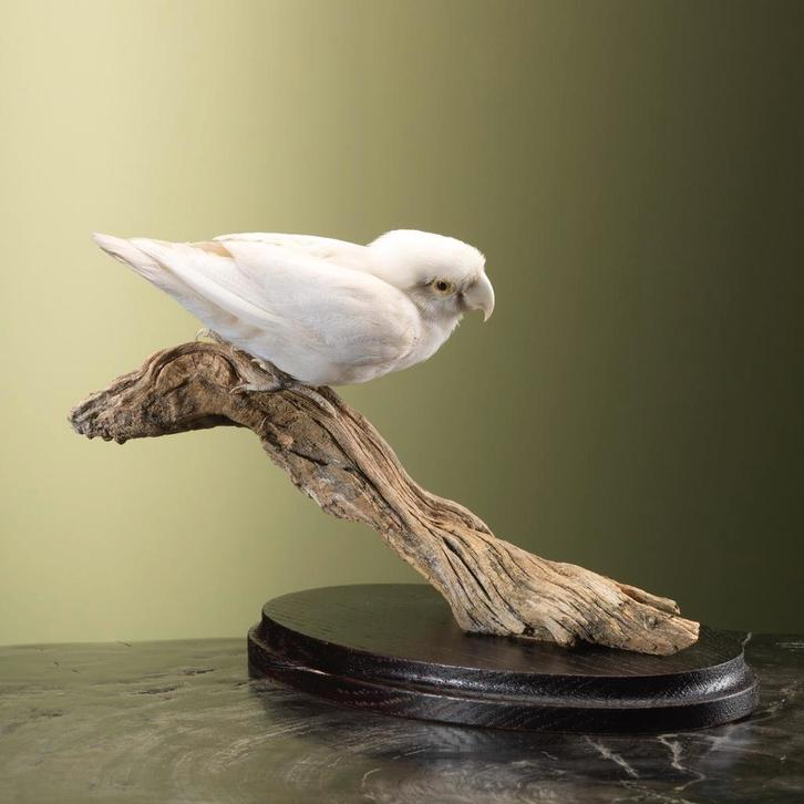 Witte Agapornis Taxidermie Opgezette Dieren By Max, Verzamelen, Dierenverzamelingen, Opgezet dier, Nieuw, Vogel, Ophalen of Verzenden