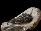Trilobiet - Gefossiliseerd dier - Moroconites malladoides -