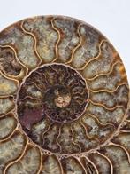 Ammoniet - Gefossiliseerd dier - Aioloceras (Cleoniceras)