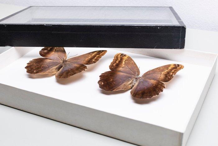 Uilvlinder Collectie Frame - Brassolini - Satyrinae Caligo, Verzamelen, Dierenverzamelingen